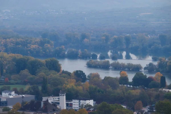 Arbres Entourant Rhin Par Une Journée Automne Brumeuse Rudesheim Rhein — Photo