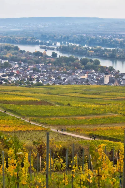 Légi Kilátás Szőlő Színe Megváltozik Rudesheim Rhein Rhein Folyó Mellett — Stock Fotó