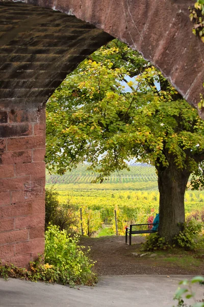 Árvore Vinha Através Arco Uma Passarela Perto Rudesheim Rhein Alemanha — Fotografia de Stock