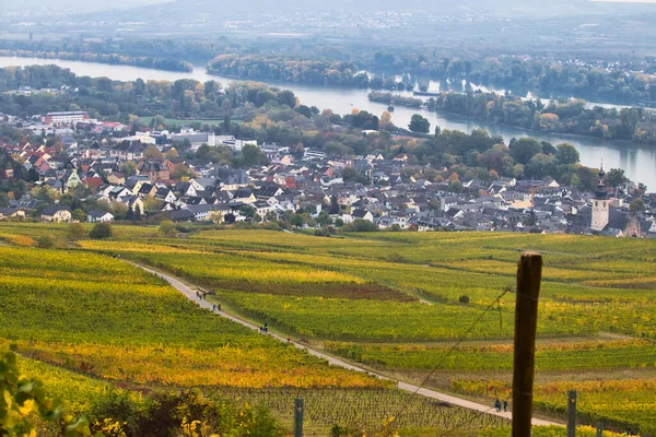 Rudesheim Rhein Hava Manzarası Rhein Nehrinin Yanında Sarı Yapraklı Bir — Stok fotoğraf