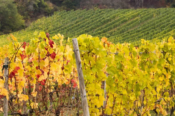 Hojas Que Pasan Verde Rojo Amarillo Viñedo Cerca Rudesheim Rhein — Foto de Stock