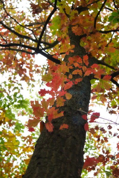 Kleurrijke Bladeren Groeien Stam Van Een Boom Een Herfstdag Een — Stockfoto