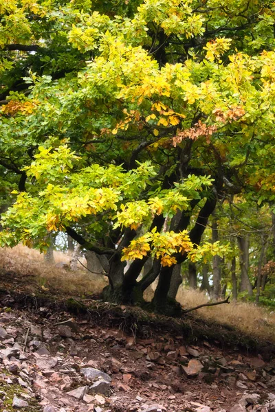 Όμορφο Δέντρο Κίτρινα Και Πράσινα Φύλλα Μια Φθινοπωρινή Ημέρα Ένα — Φωτογραφία Αρχείου