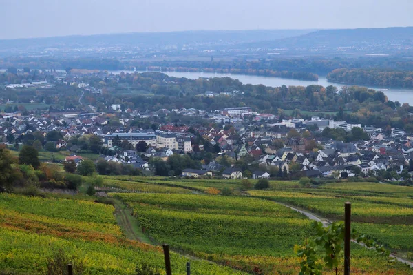 Foggy Journée Automne Rudesheim Rhein Sous Les Vignes Jaunissant — Photo