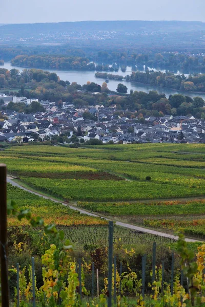 Rudesheim Rhein Yukarısındaki Üzüm Bağı Sisli Bir Sonbahar Gününde Almanya — Stok fotoğraf