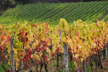 Almanya 'da bir sonbahar günü üzüm bağında renk değiştiren yapraklar.