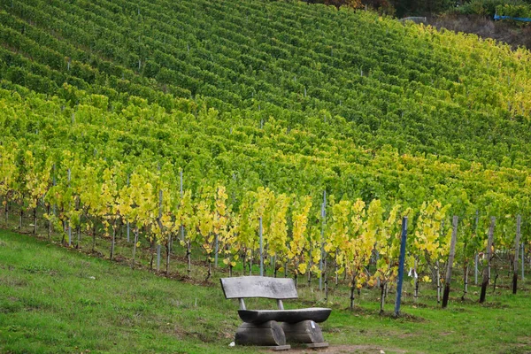 Bench Next Vineyard Germany Fall Day Leaves Changing Green Yellow — Stock Photo, Image