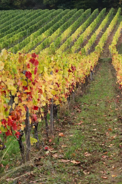 Hojas Amarillas Rojas Verdes Viñedo Día Otoño Alemania — Foto de Stock