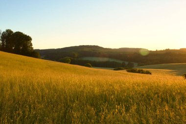 Sıcak bir bahar gecesinde, Almanya 'nın kırsalındaki bir tepede altın çimenler.