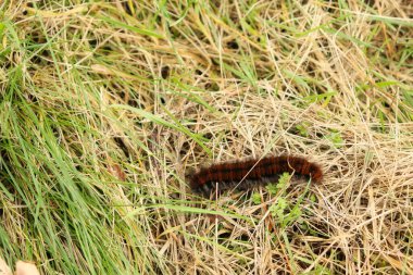Kahverengi ve siyah çizgili tırtıl, bir sonbahar günü Almanya 'da Burgruine Balduinseck' in yakınlarında çimlerde sürünüyor..