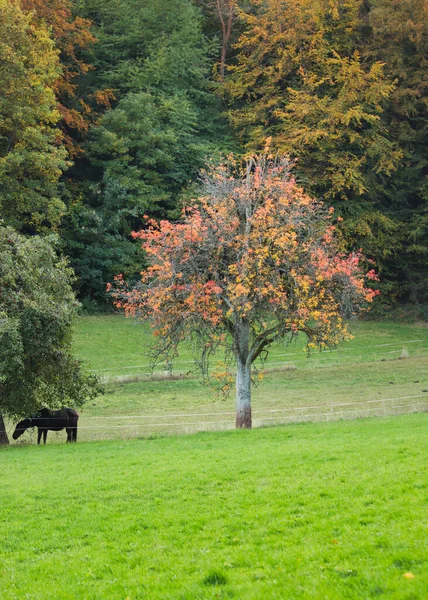 Paard Buurt Van Een Boom Verliest Kleurrijke Rode Oranje Gele — Stockfoto