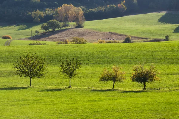 Quattro Alberi Loro Ombre Allineati Campo Verde Margini Della Foresta — Foto Stock