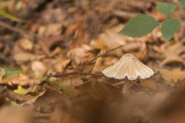 Almanya 'da bir sonbahar günü yapraklarla kaplı bir orman zemininde kahverengi ve beyaz mantar..
