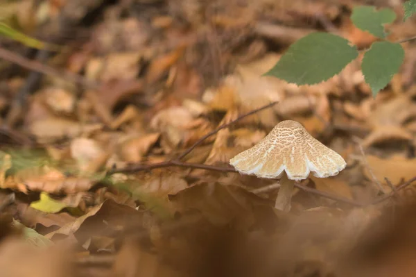 Brauner Und Weißer Pilz Auf Einem Mit Blättern Bedeckten Waldboden — Stockfoto