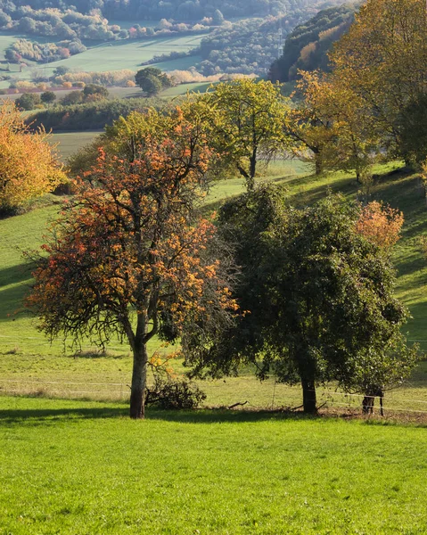 德国帕拉廷森林附近 秋天的一天 一片绿草覆盖的田野里的树木 — 图库照片