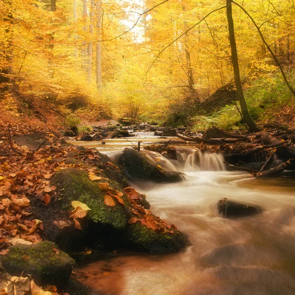 Leaves Debris Stream Fall Day Karlstal Gorge Germany — Stock Photo, Image