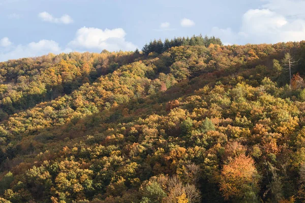 Cienie Padające Nad Kolorowymi Drzewami Jesienny Dzień Nadrenii Palatynacie Niemcy — Zdjęcie stockowe