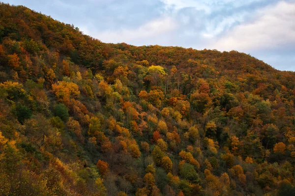 Arbres Rouges Oranges Jaunes Verts Colorés Sur Une Colline Côté — Photo