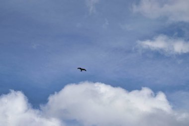 Bird flying in a blue sky with white clouds on a winter day near Potzbach, Germany. 