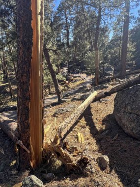 Tree broken during a wind storm next to the walking patg at Devil's Tower on a summer day in Wyoming.