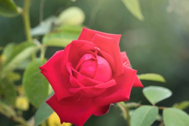 Potzbach, Almanya 'da bir yaz gününde açan kırmızı gül. 