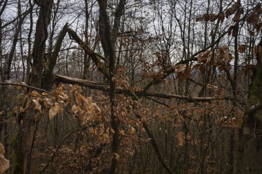 Kırık ağaç dalları ve kahverengi yapraklar bir Alman ormanında bir kış günü yürüyüş yolunda. 