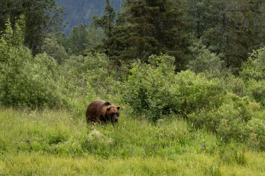 Bir yaz günü Alaska 'daki bir koruma merkezinde yeşil çimlerde yürüyen boz ayı.. 