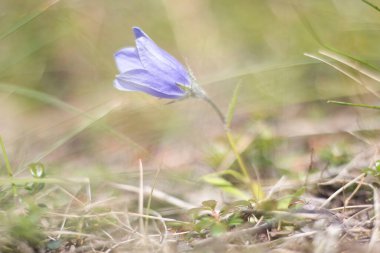 Harebell çiçeği güneşli bir yaz gününde Delta Junction, Alaska yakınlarında.