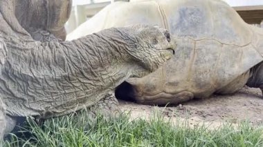 Güney Dakota 'da bir yaz günü hayvanat bahçesindeki dev kaplumbağa.. 