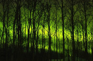 Delta Junction, Alaska 'da karanlık bir kış gecesinde ağaçların arasından canlı yeşil kuzey ışıkları.