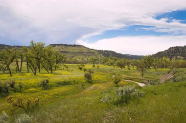Wyoming 'deki Devil' s Tower yakınlarında güneşli bir bahar gününde yeşil çimen ve ağaçlarla kaplı bir tarlanın arkasındaki tepeler.. 