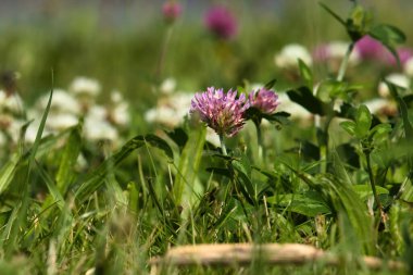 Geltow, Almanya yakınlarında açık bir yaz gününde çimlerde kırmızı yonca. 