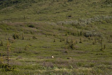 İki ren geyiği Alaska 'da bir bahar günü Donnelly Kubbesi' nin eteğinde çalılıklarda duruyor.. 