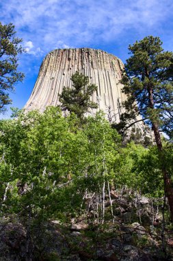 Wyoming 'de bir bahar günü, üsteki yeşil ağaçların üzerinde beyaz bulutlar olan mavi gökyüzü..