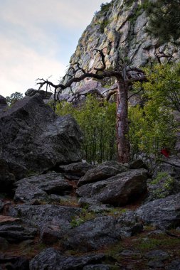 Wyoming 'de bir bahar günü Şeytan Kulesi' nin altındaki kayalarda ölü bir ağaç..