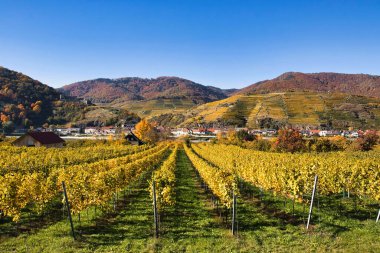 Spitz, Avusturya - 24 Ekim 2021: Avusturya 'nın Wachau bölgesinde üzüm bağı. Güneşli bir sonbahar gününde.