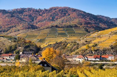 Spitz, Avusturya - 24 Ekim 2021: Avusturya 'nın Wachau bölgesindeki Spitz an der Donau köyünün yukarısındaki üzüm bağları. Bir sonbahar gününde.