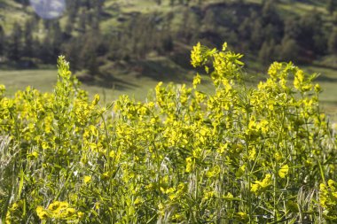 Güneşli bir bahar gününde Wyoming 'de Şeytan Kulesi' nin yanında yapraklı bir spagetti..
