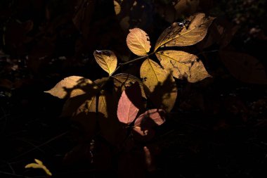 Güney Dakota 'da bir sonbahar gününde Spearfish Kanyonu' nda güneş sarı yaprakların üzerinde parlıyor.. 