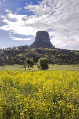 Wyoming 'deki Şeytan Kulesi yakınlarında güneşli bir bahar gününde Şeytan Kulesi' nin önündeki bir tarlada yaprak gibi..