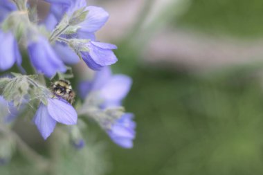 Delta Kavşağı, Alaska yakınlarında bir yaz günü mor Jacob 'ın merdiveni üzerinde yaban arısı. 