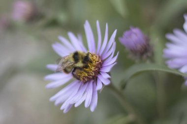 Bir yaz günü, Coal Mine Yolu 'nda, Alaska, Delta Kavşağı yakınlarında yeşil bir arka planda mor bir turna çiçeğinin üzerinde bir arı kenarı.