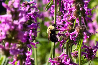 Güneşli bir bahar gününde Washington D.C. 'deki Washington Ulusal Katedrali' nde bir odun çiçeğinin üzerindeki Doğu marangoz arısı.. 