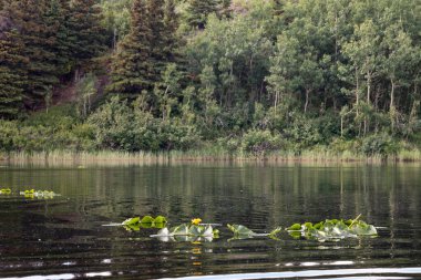 Lily, Wishbone Gölü 'nde ağaçlarla doludur. Delta Kavşağı, Alaska yakınlarında bir bahar günü..