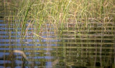 Wishbone Gölü 'nde büyüyen çimler dalgalı suların yansımasıyla Delta Kavşağı, Alaska yakınlarında bir bahar günü.