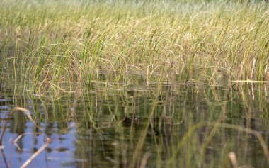 Dalgalanan suda, Wishbone Gölü 'nde, Delta Junction, Alaska yakınlarında bir bahar günü çimenler büyüyor..