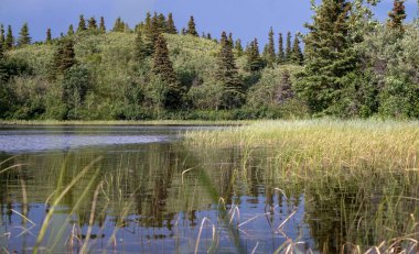 Delta Kavşağı, Alaska yakınlarındaki bir bahar gününde Wishbone Gölü 'nde çimler büyüyor..