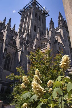 Washington D.C., ABD - 12 Haziran 2024: Oakleaf ortancaları güneşli bir bahar gününde Washington D.C. 'deki Washington Ulusal Katedrali' nin altındaki bir kulenin altında..