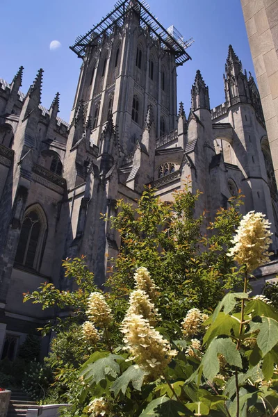 Washington D.C., ABD - 12 Haziran 2024: Oakleaf ortancaları güneşli bir bahar gününde Washington D.C. 'deki Washington Ulusal Katedrali' nin altındaki bir kulenin altında..