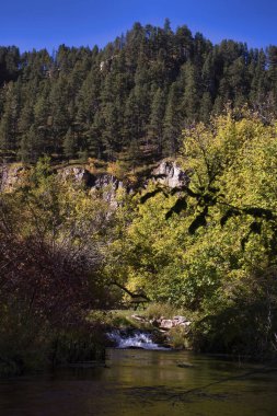 Güney Dakota 'da güneşli bir sonbahar gününde Spearfish Kanyonu' ndaki küçük bir şelalenin üzerindeki ağaçlar. 